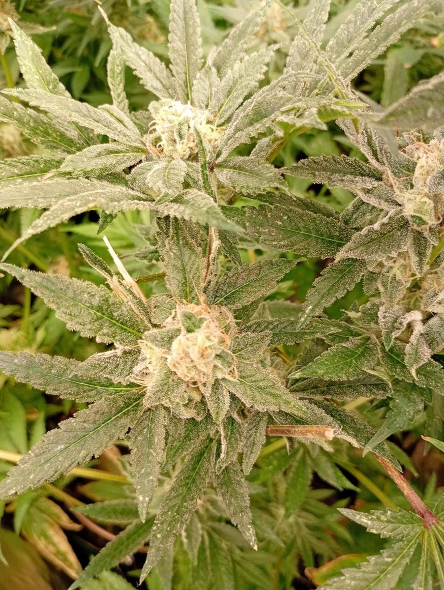 Photo of Cosmic Cheddar F1