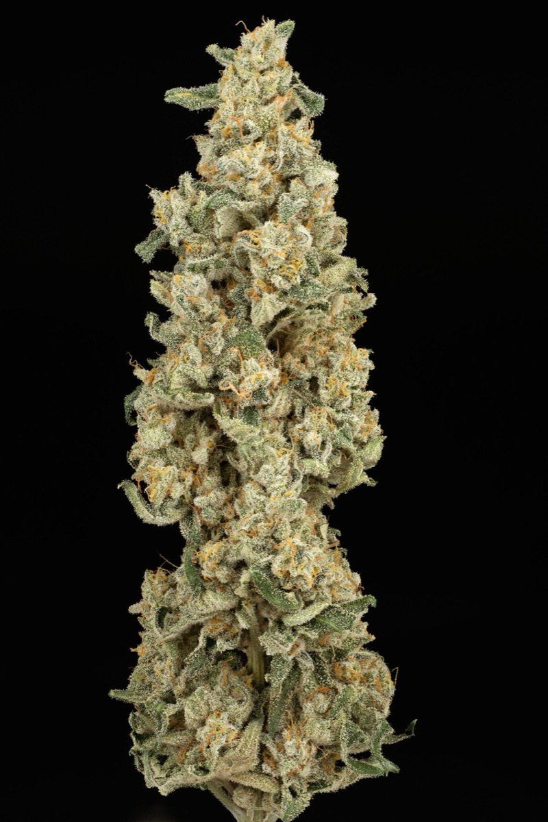 Photo of Cosmic Kiss