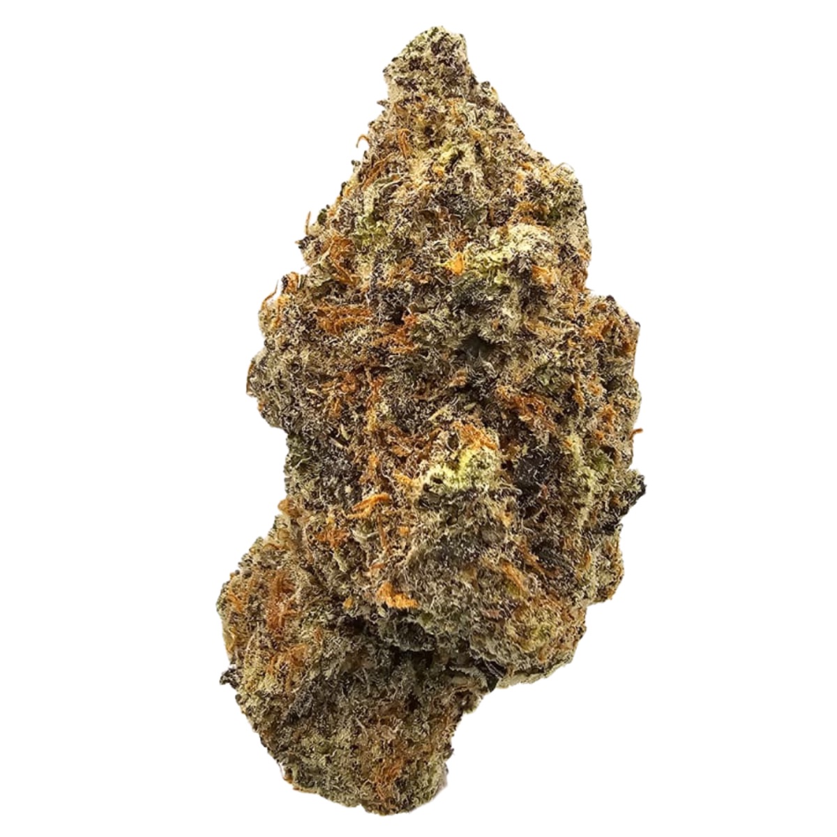 Photo of Cosmic Raiser