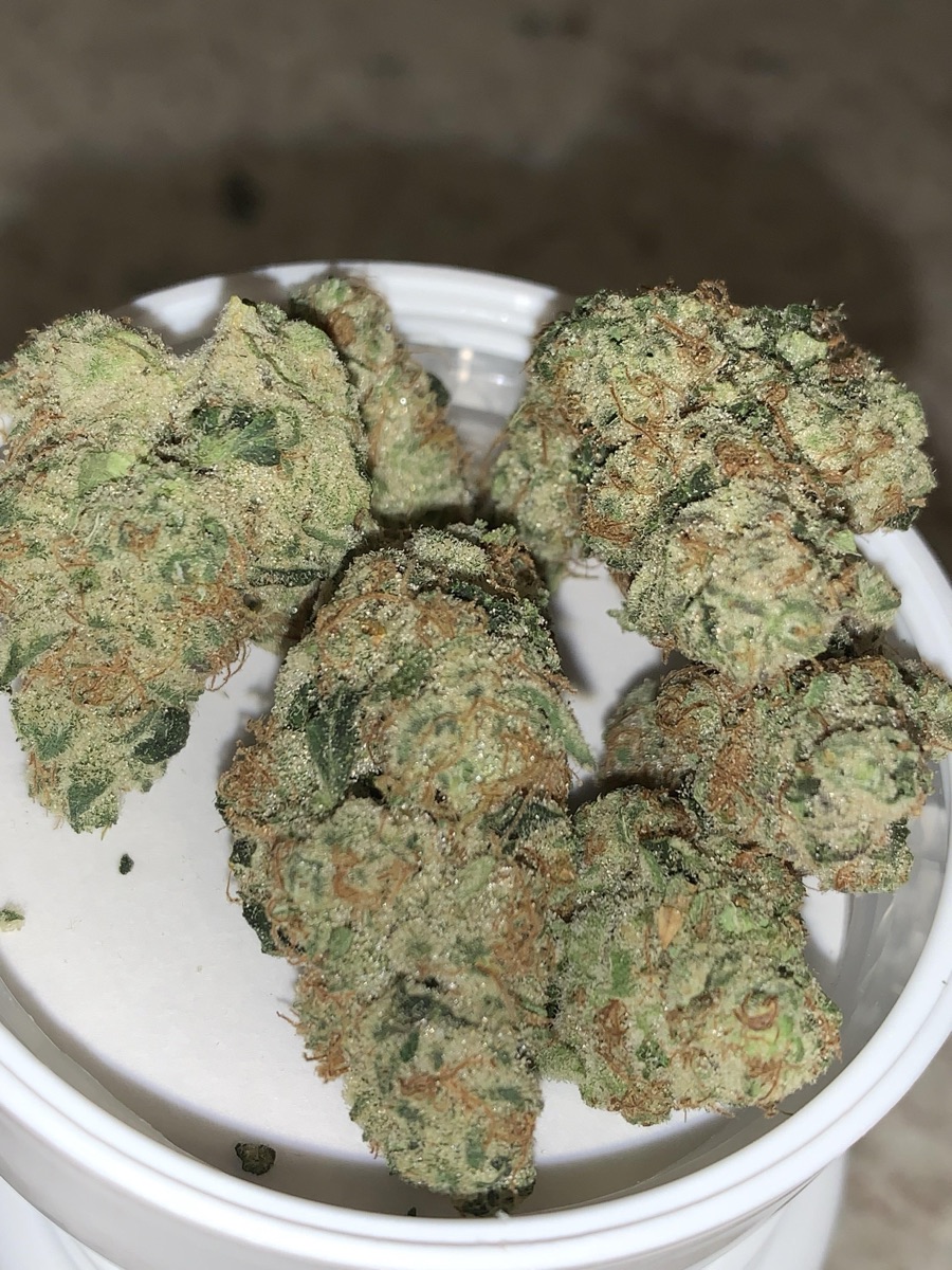 Photo of Creamsickler