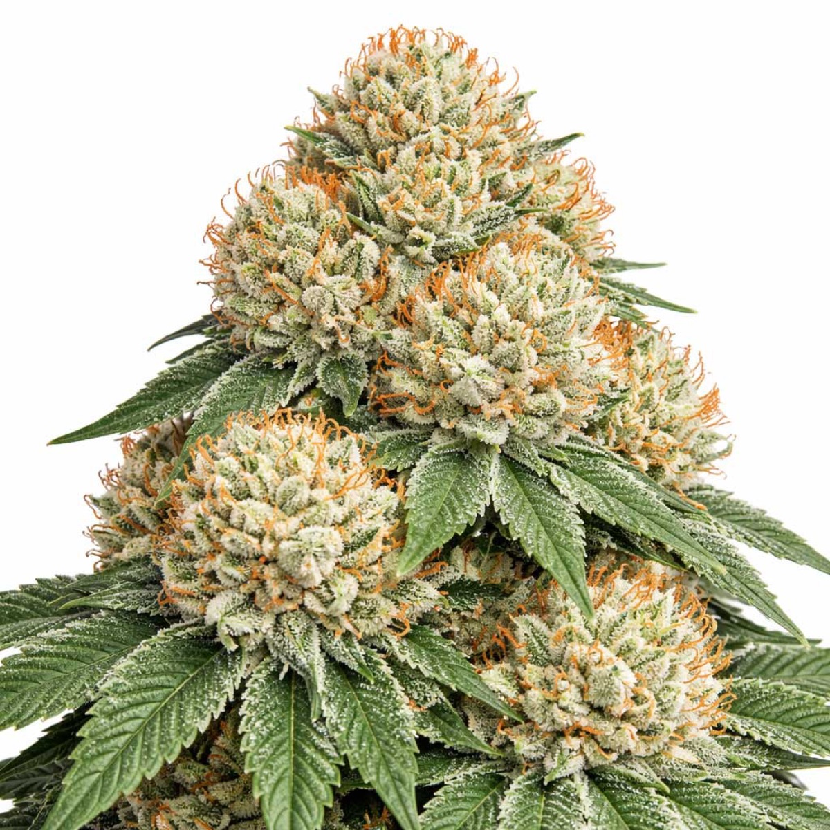 Photo of Critical Mass