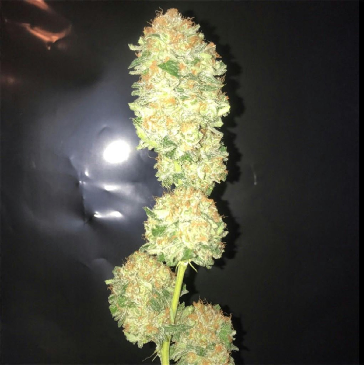 Photo of Critical Plus