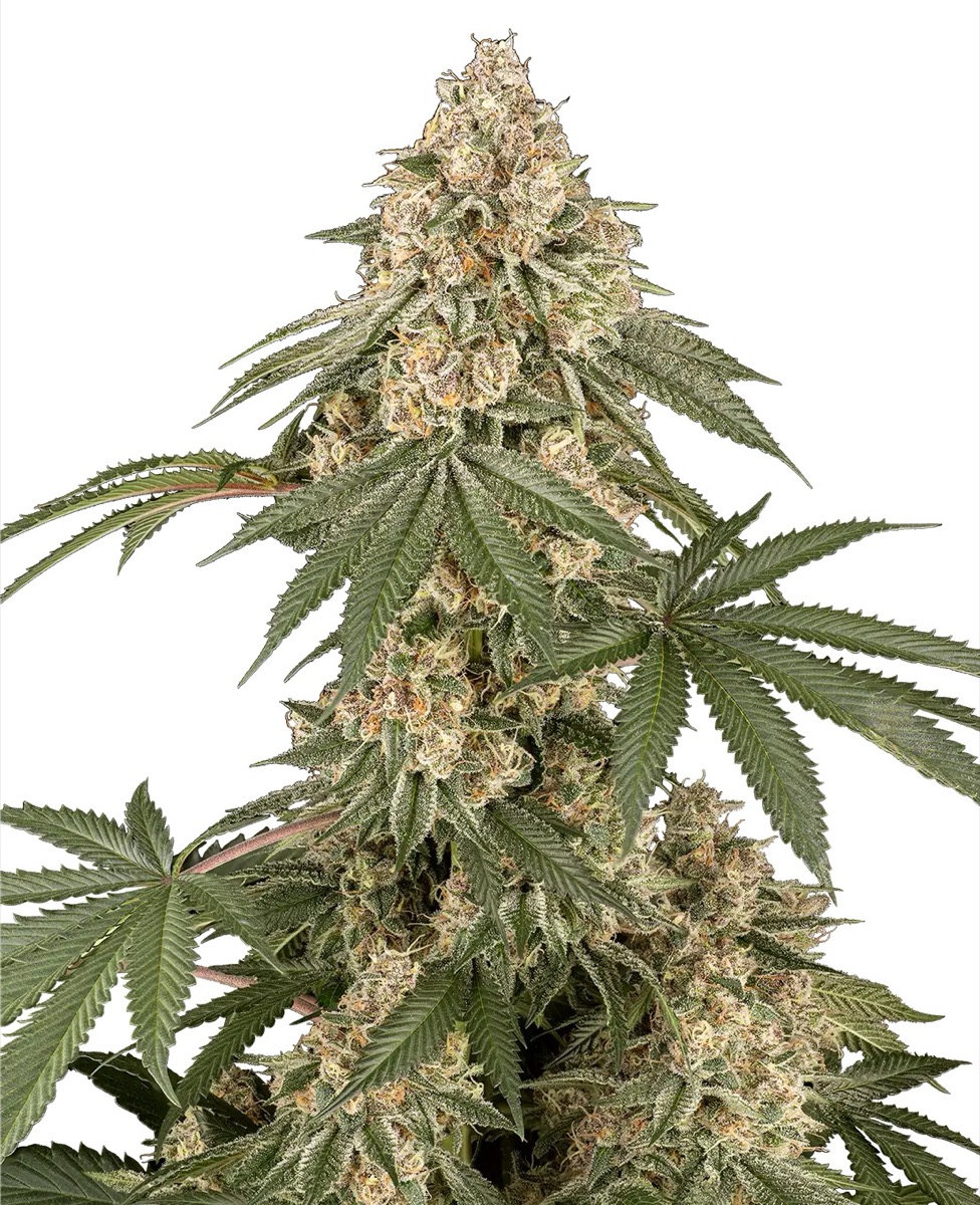 Photo of Dolce Peccato