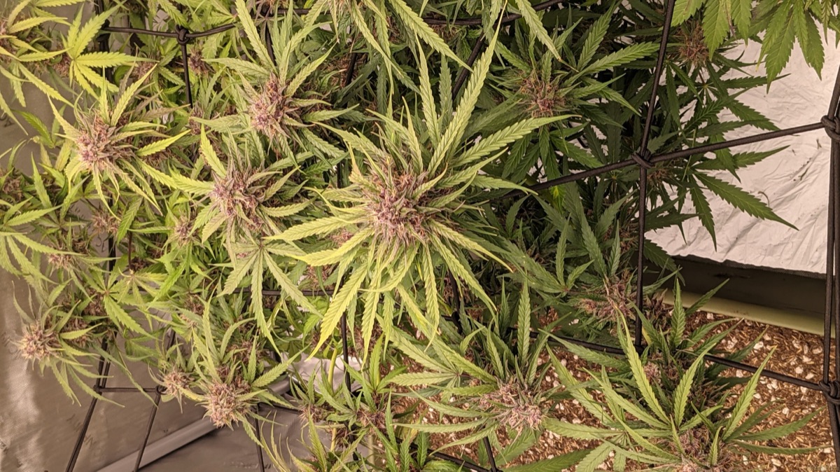 Photo of Dos Si Dos Auto
