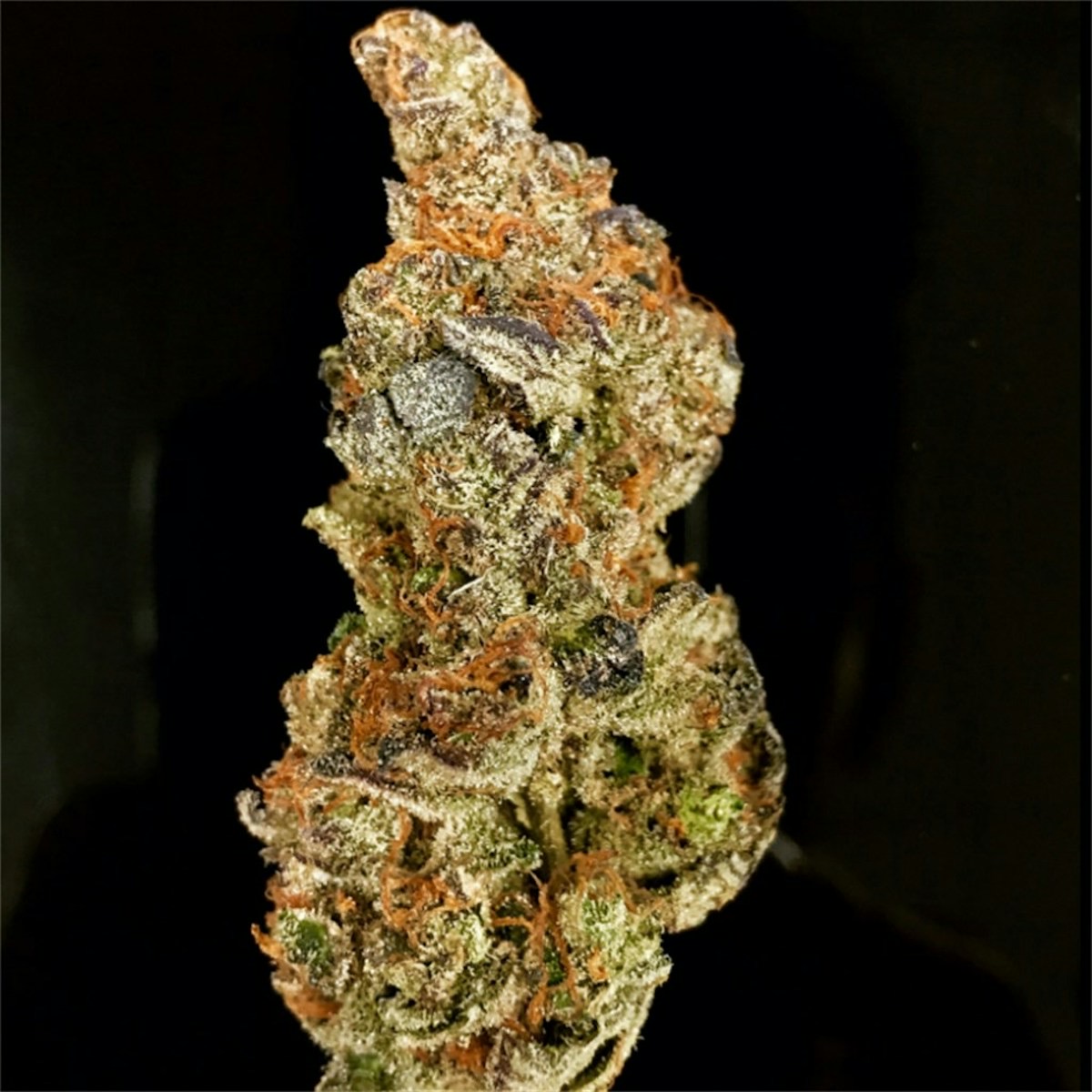 Photo of Dosidos
