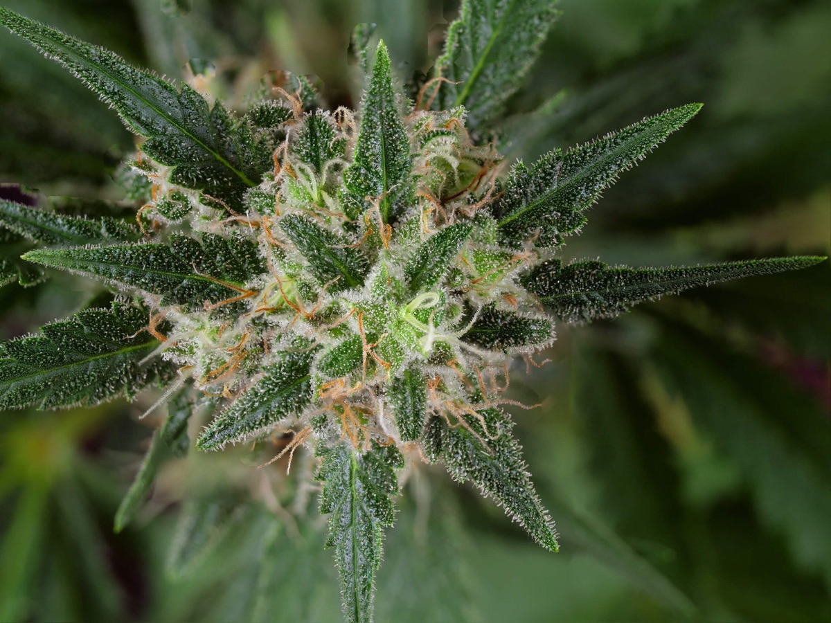 Photo of Double Banana Kush Feminized Seeds by White Label