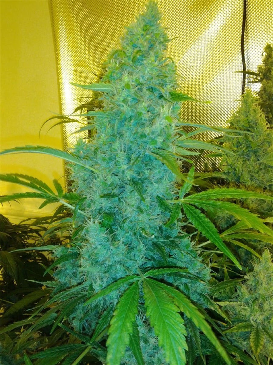 Photo of Double Dutch
