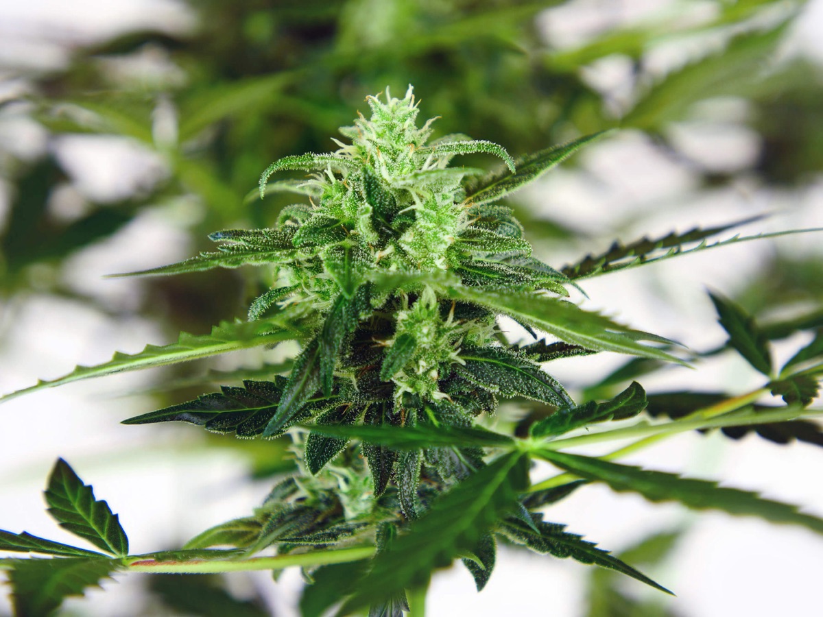 Photo of Double Kush Cake