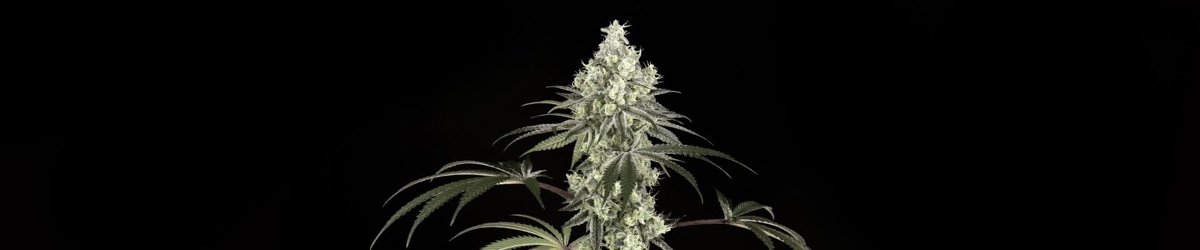 Photo of Dragon Milk