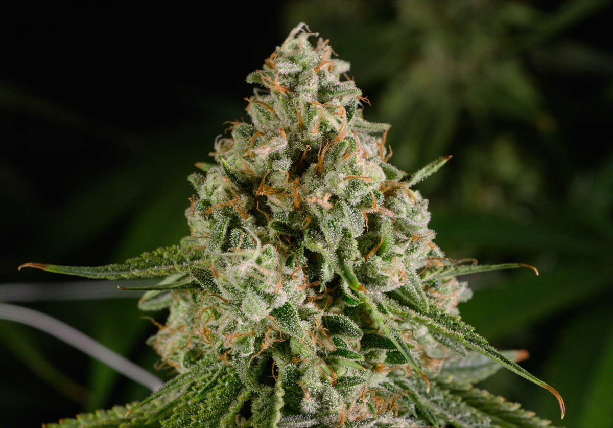 Photo of Durban Z