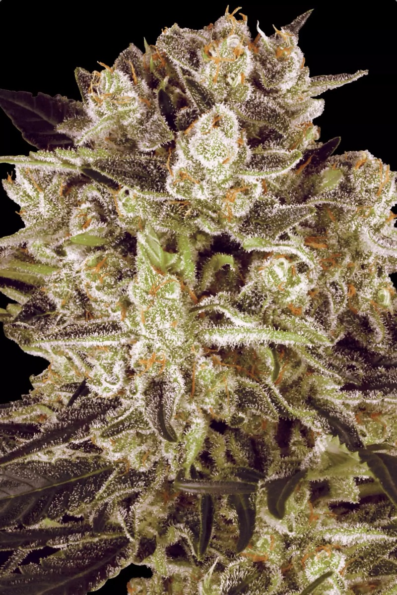 Photo of Durga Mata II CBD