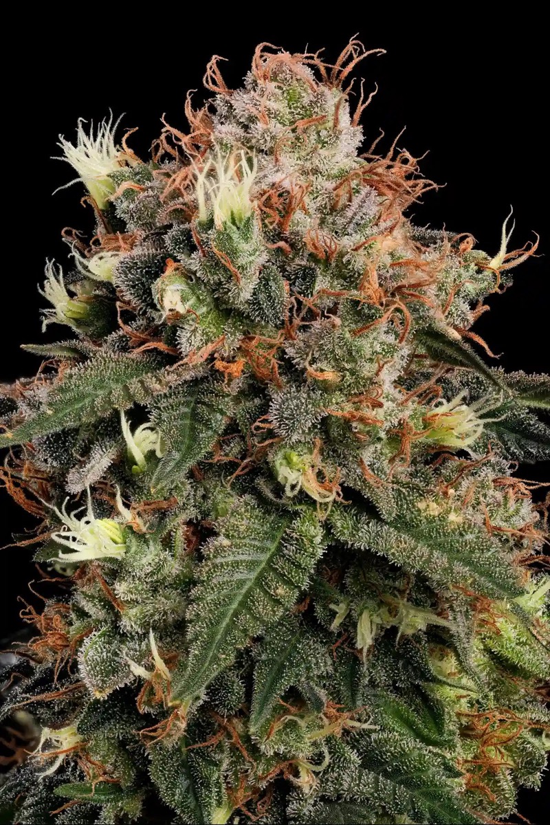Photo of Dutch Kush