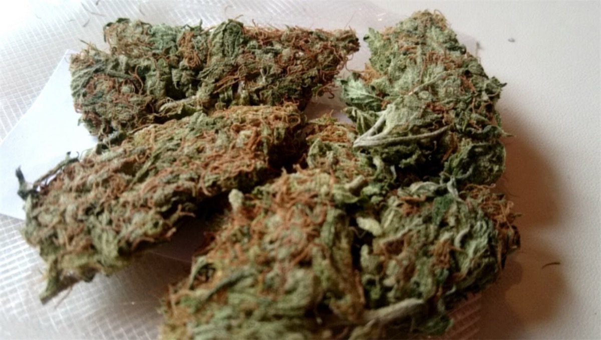 Photo of Early Skunk