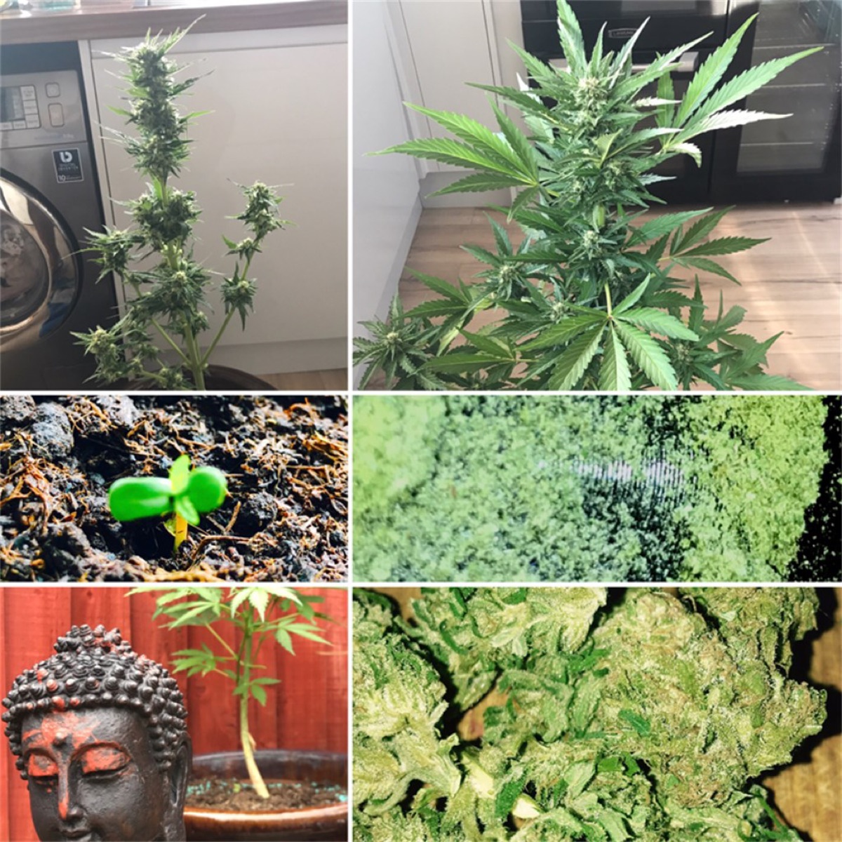 Photo of Easy Bud