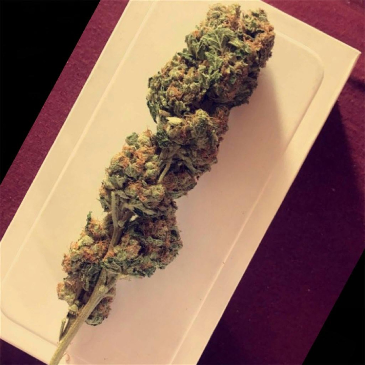 Photo of Ed Rosenthal Super Bud