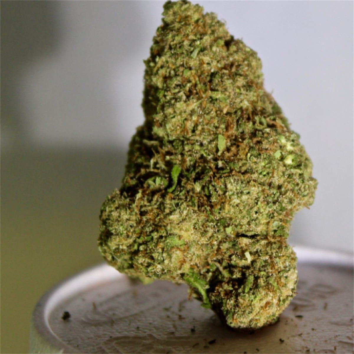 Photo of Euforia