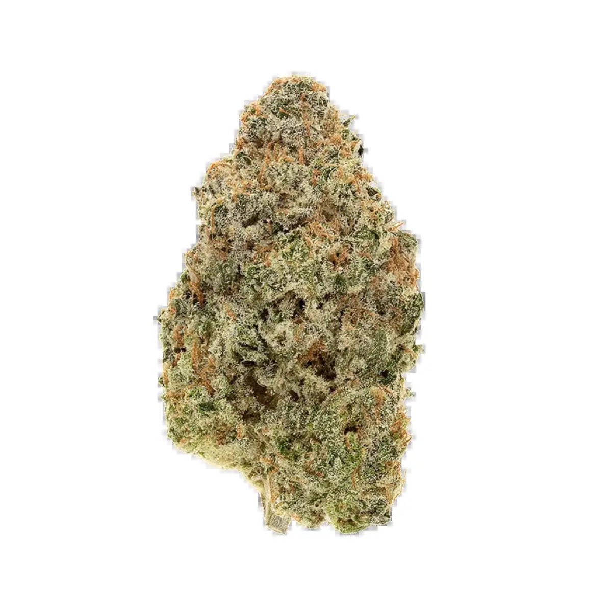 Photo of Fallout OG