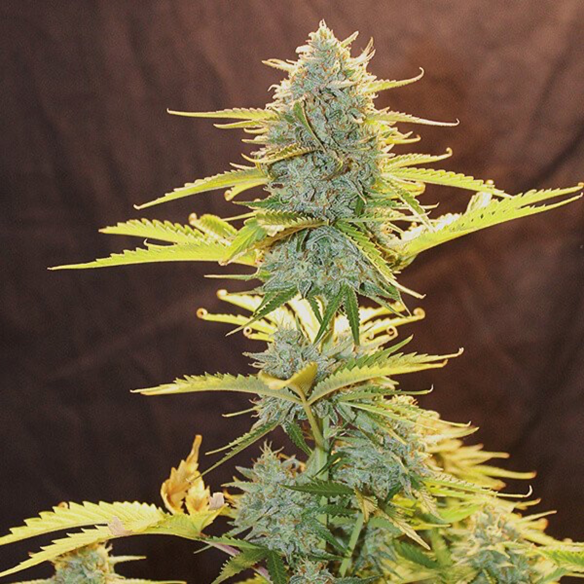 Photo of Fat Banana Auto