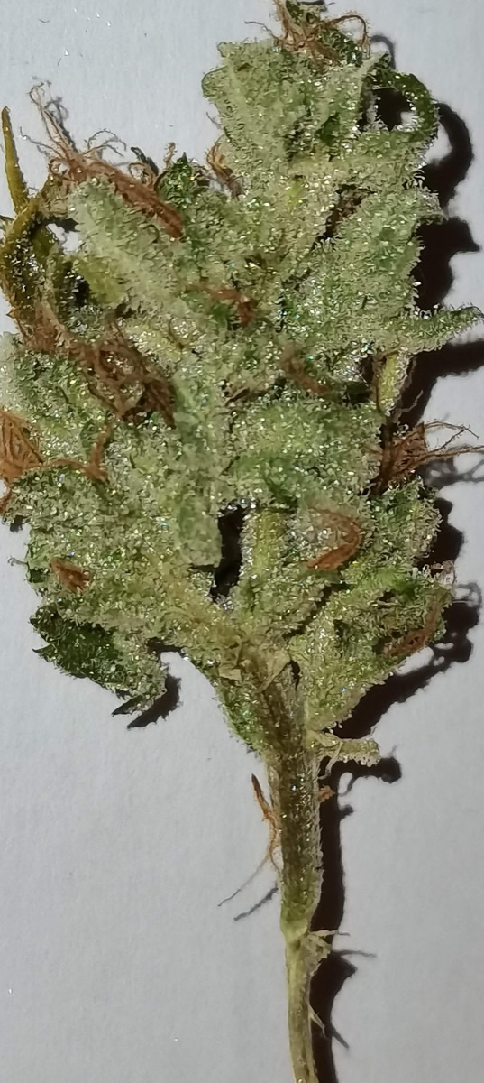 Photo of Fat Pete's Cookies Auto