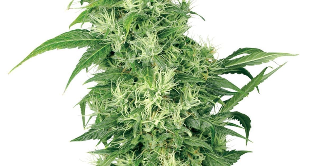 Photo of Female Mix Seeds by White Label