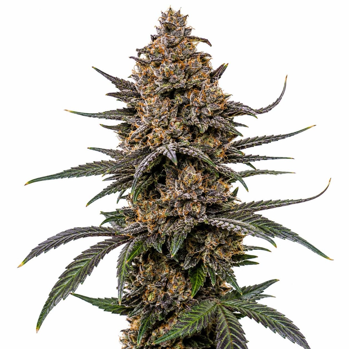 Photo of Forum Cut Cookies