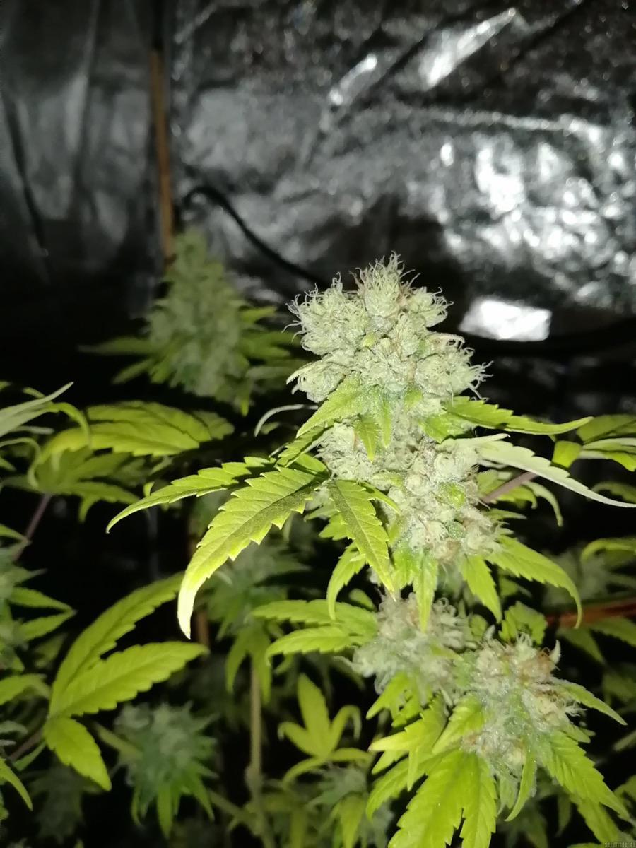Photo of Freddy's Best (haze)