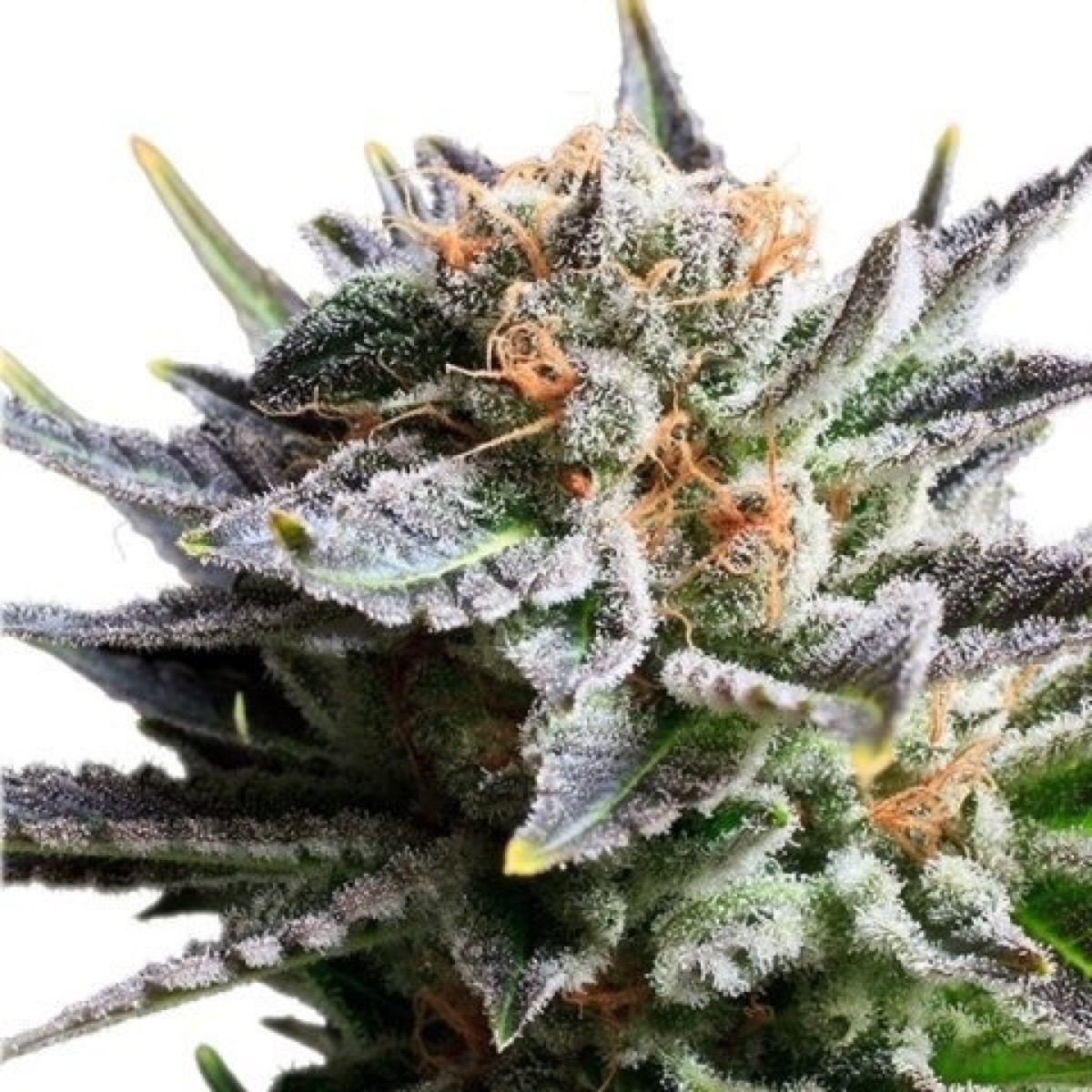 Photo of Fruit Spirit