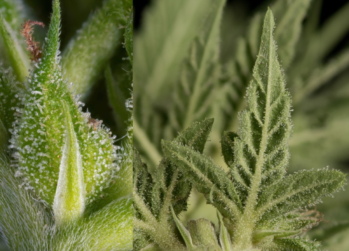 Photo of Fruity Durban
