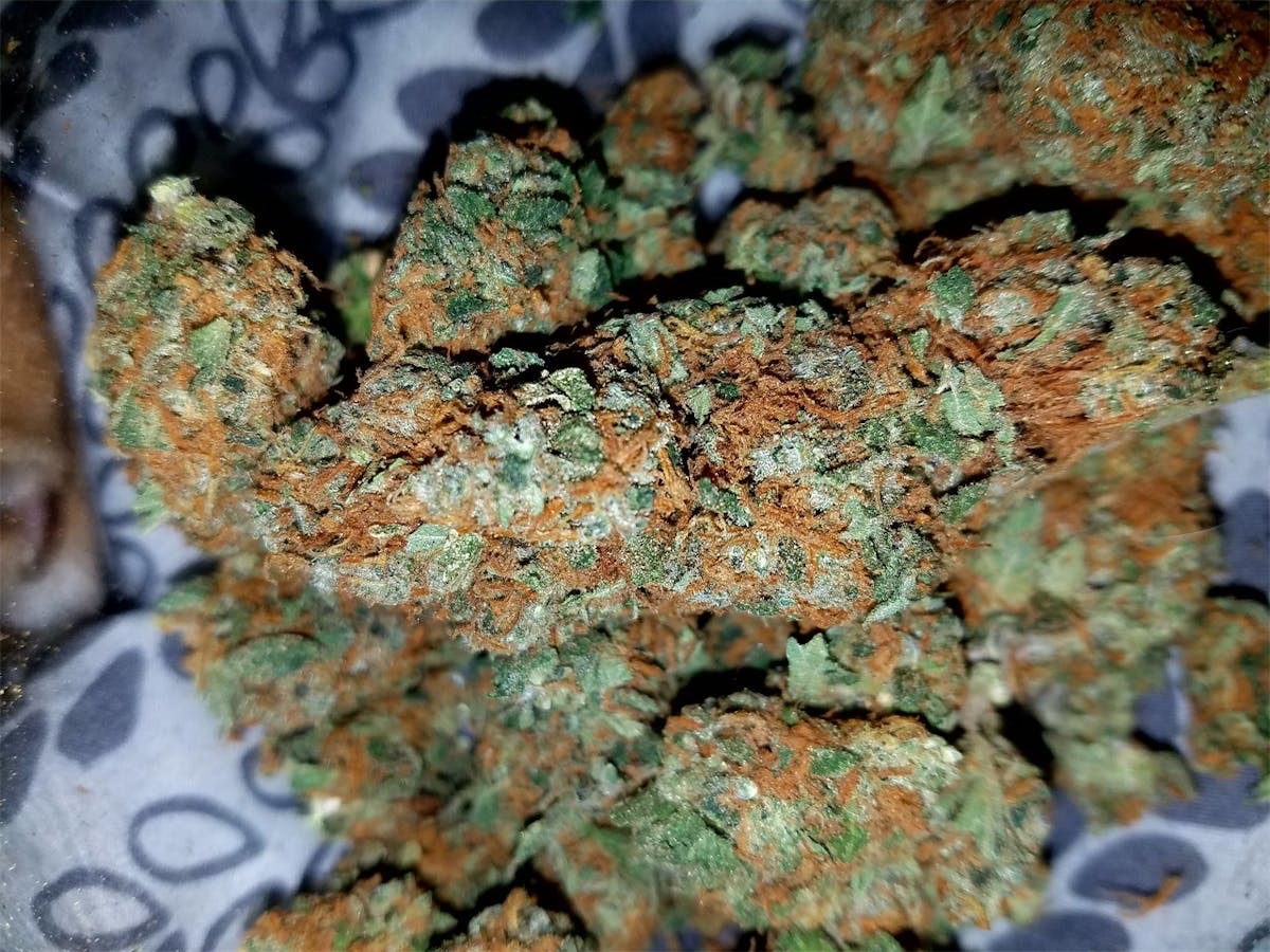 Photo of G13 Haze