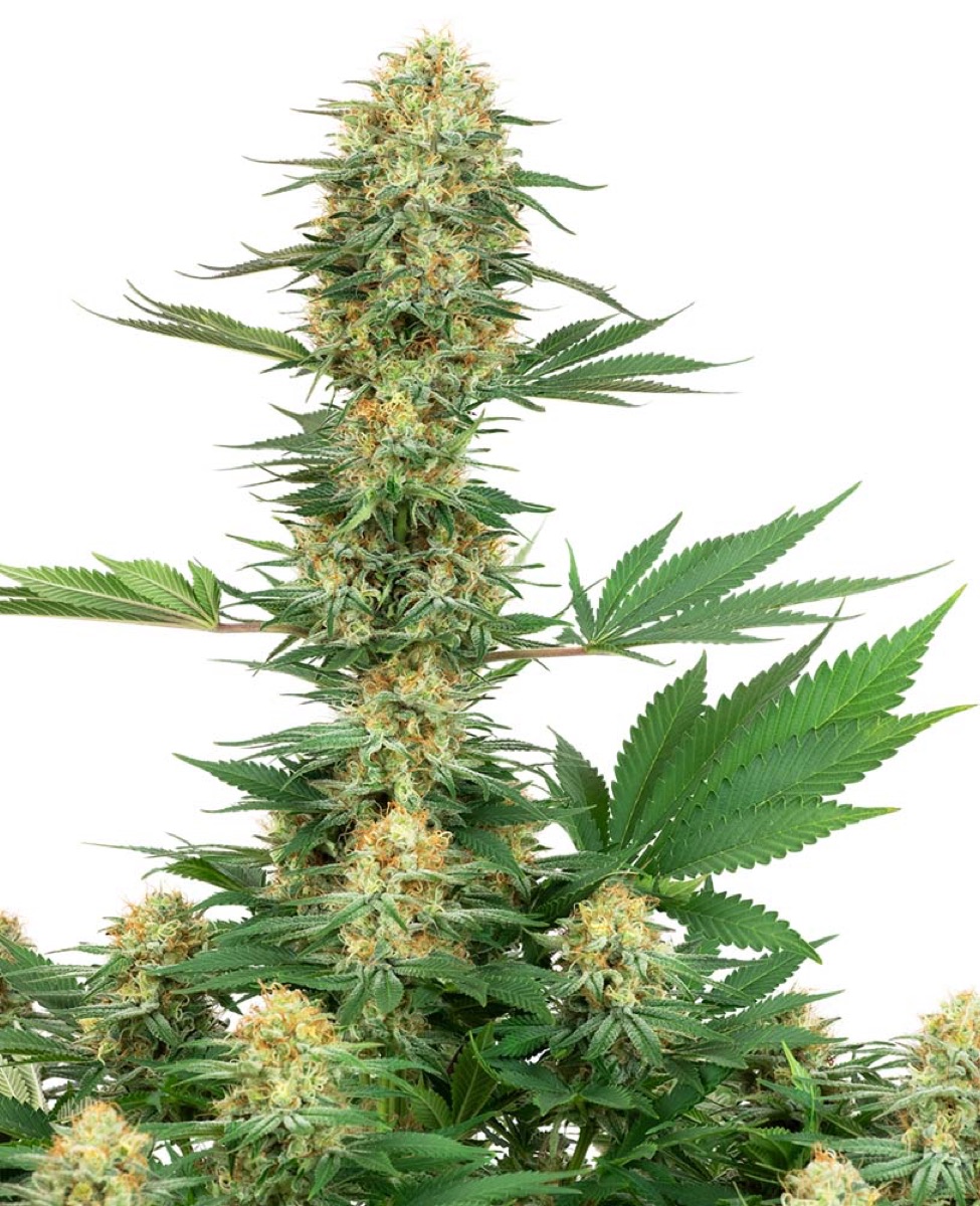Photo of Gelato #420 Feminized Seeds by White Label