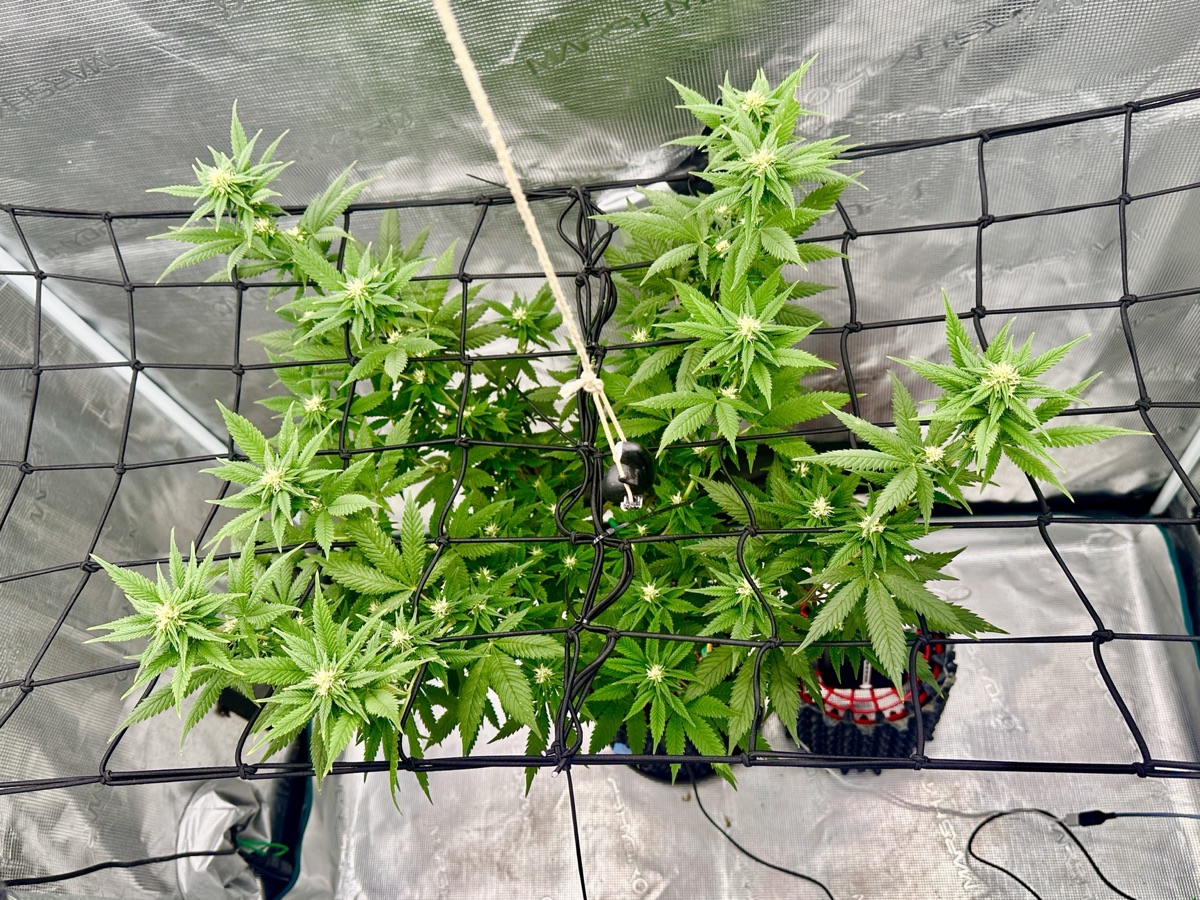 Photo of Gelato 44