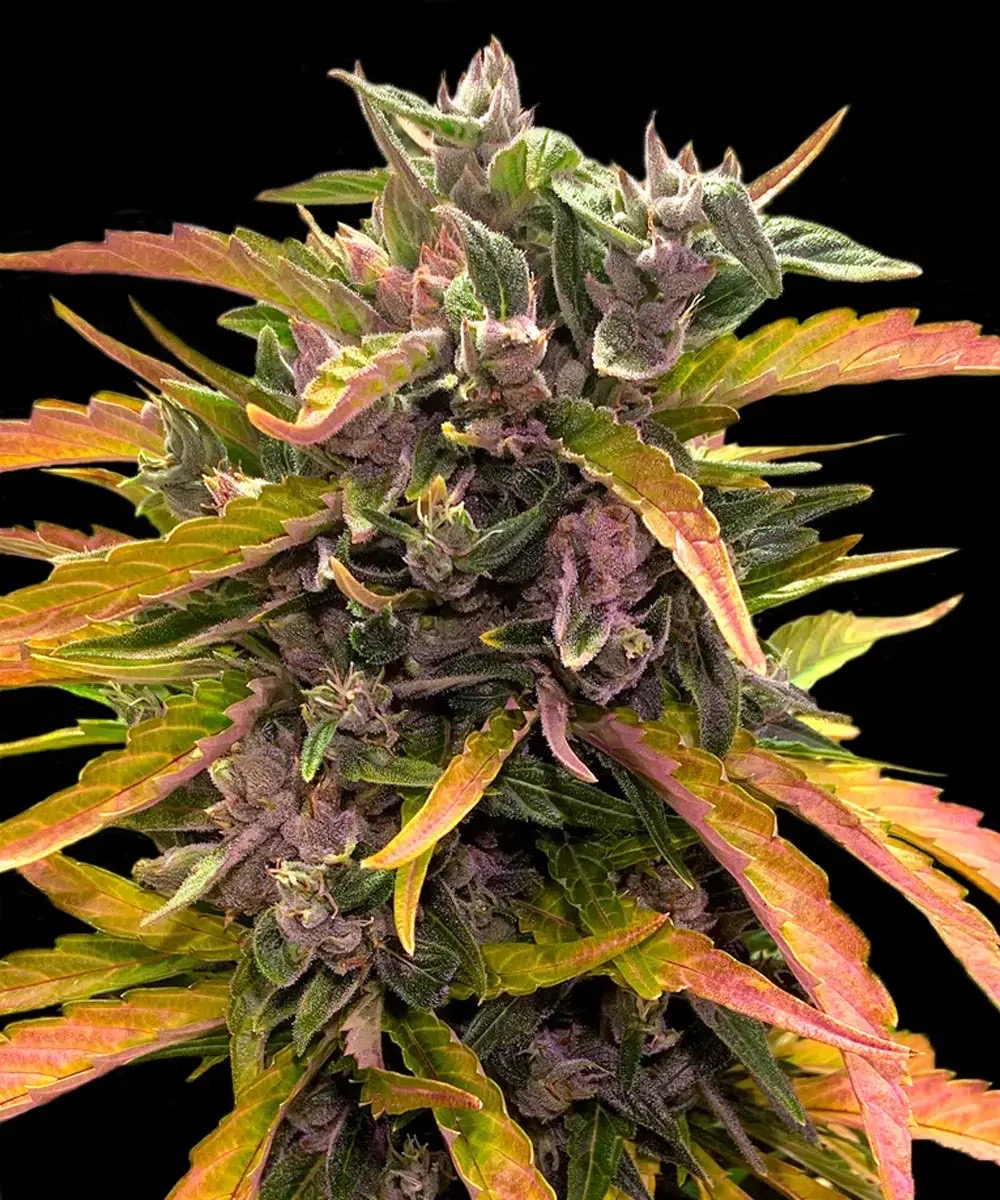 Photo of GG4 Auto