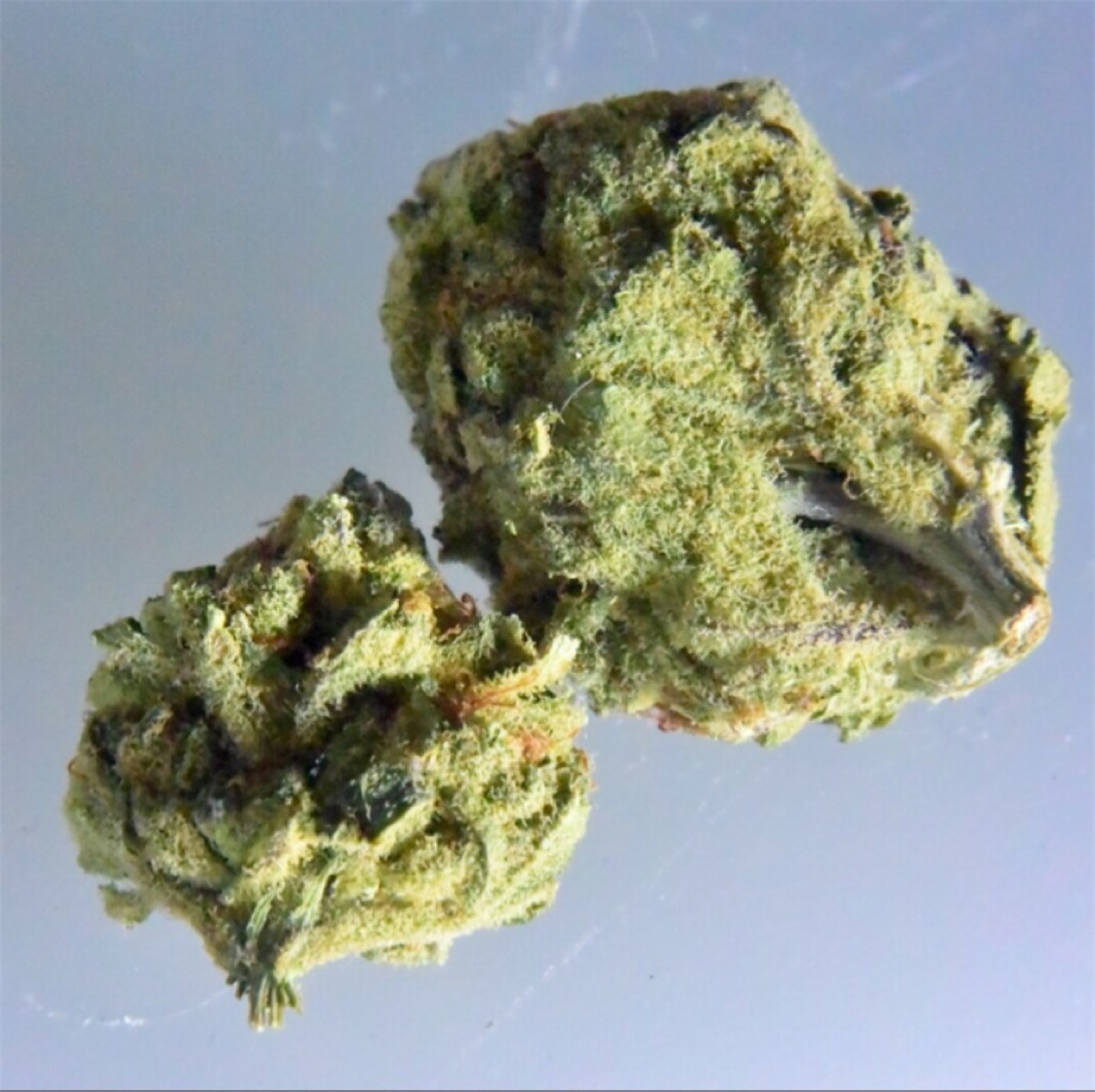 Photo of Ghost OG