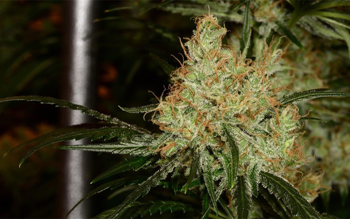 Photo of Ghost Train Haze
