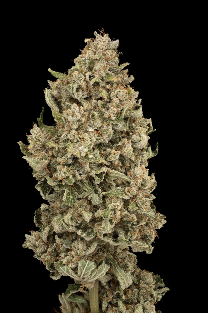 Photo of Ghostbuzzters OG