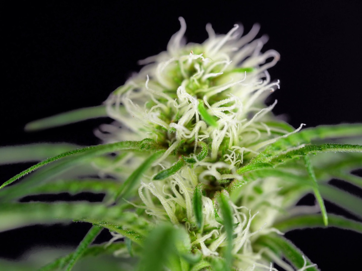 Photo of Girl Scout Cookies Feminized Seeds by White Label