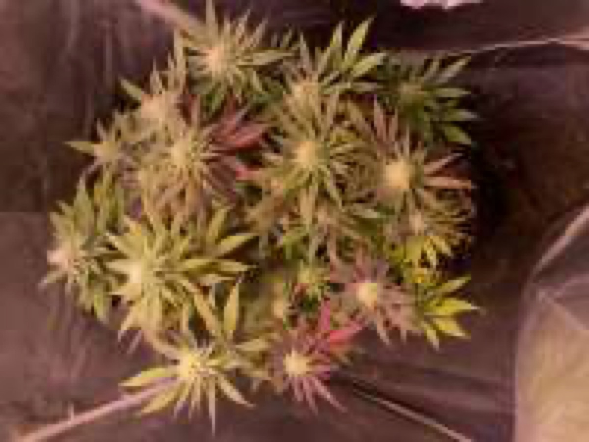 Photo of Glookies