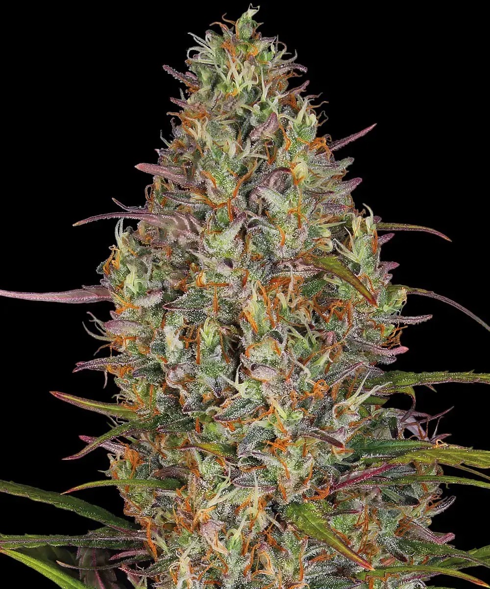 Photo of Glue Gelato Auto