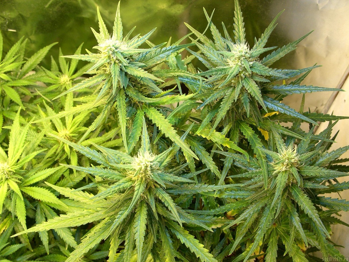 Photo of Glueberry O.G.