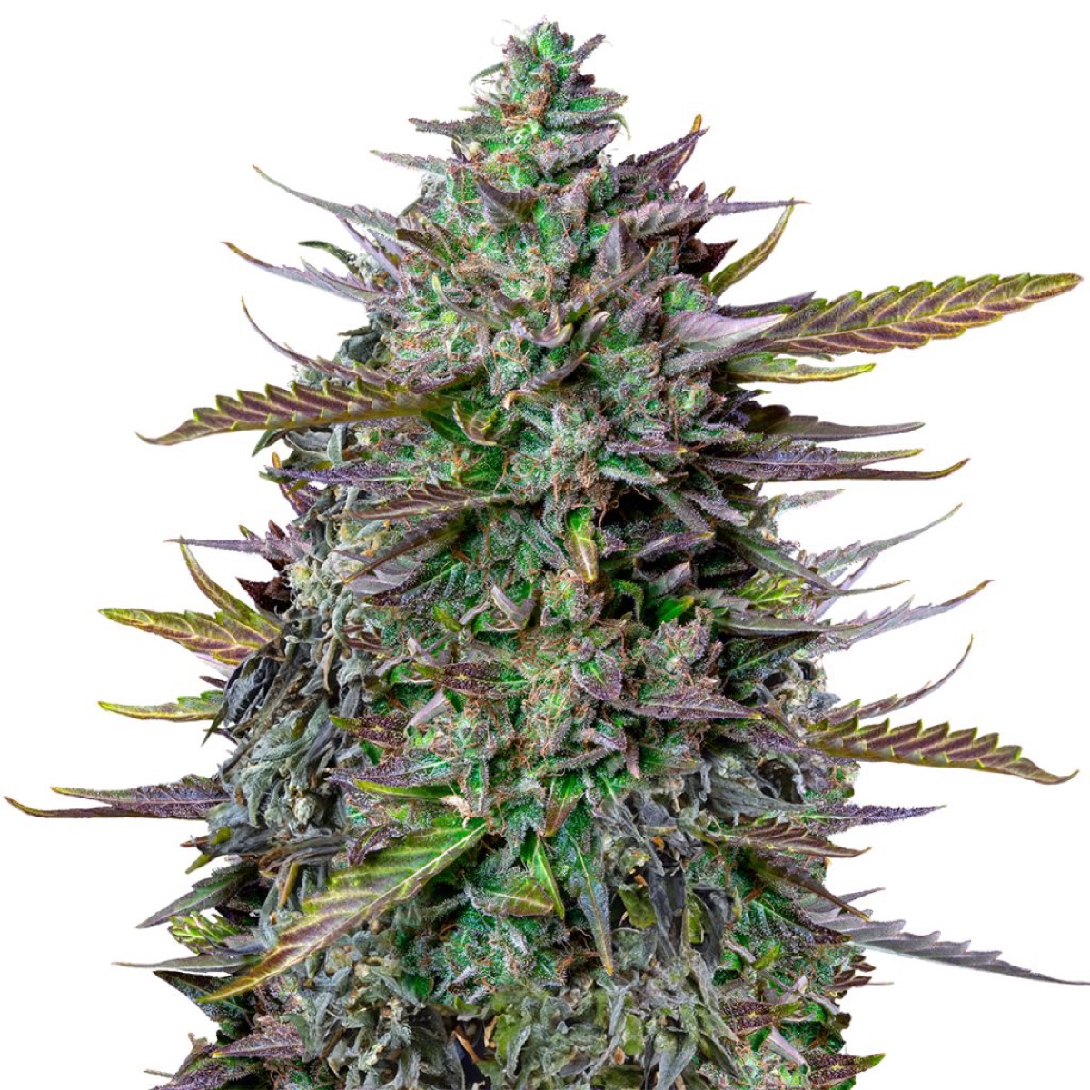 Photo of GOAT'lato Auto