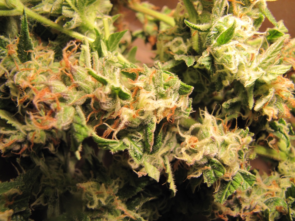 Photo of Golden Apple Haze