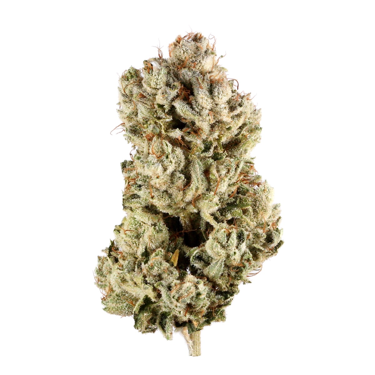 Photo of Gorilla Glue #4