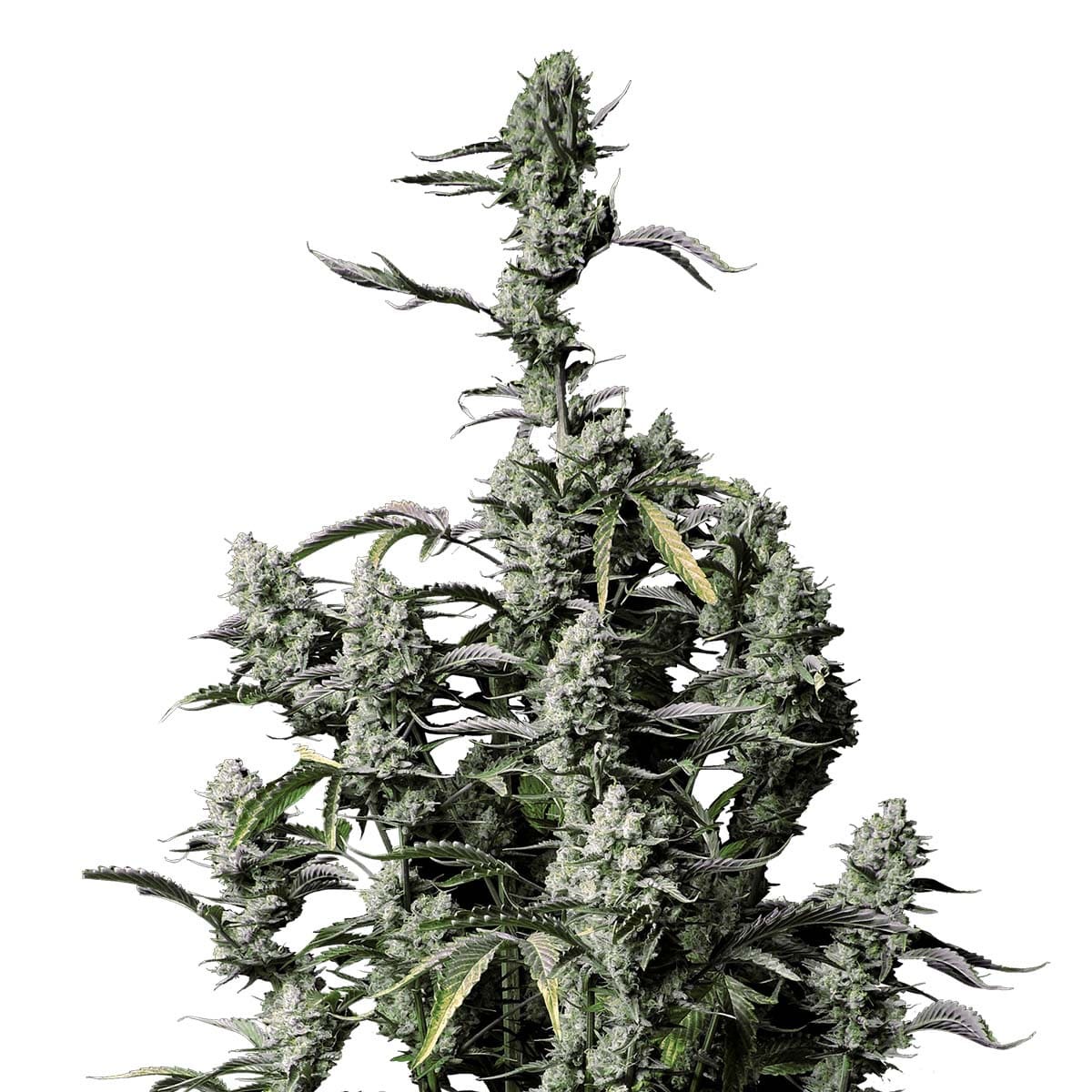 Photo of Gorilla Z Auto