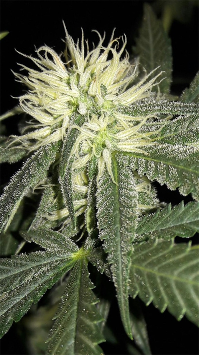 Photo of Grapefruit