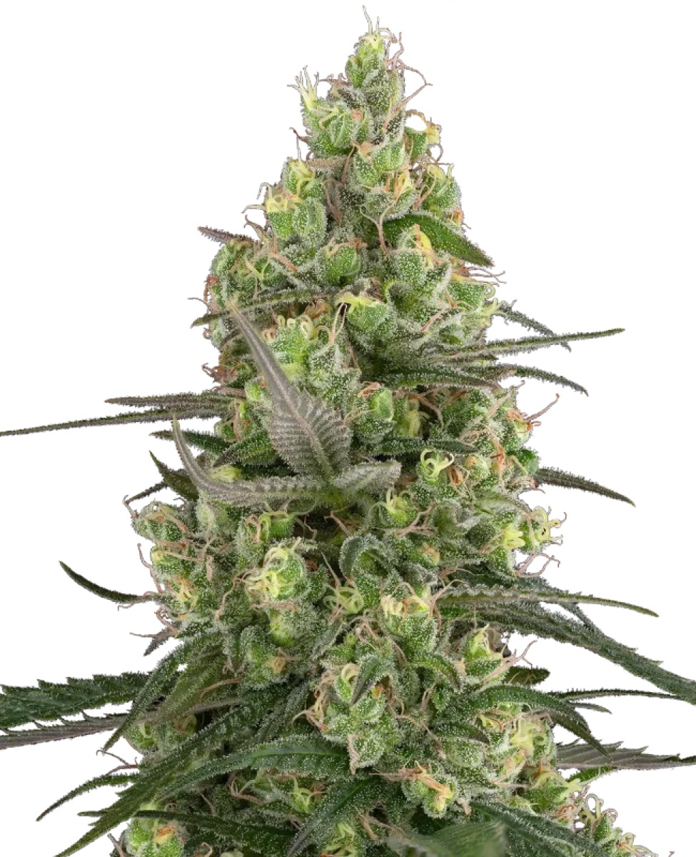 Photo of Grease Slapper