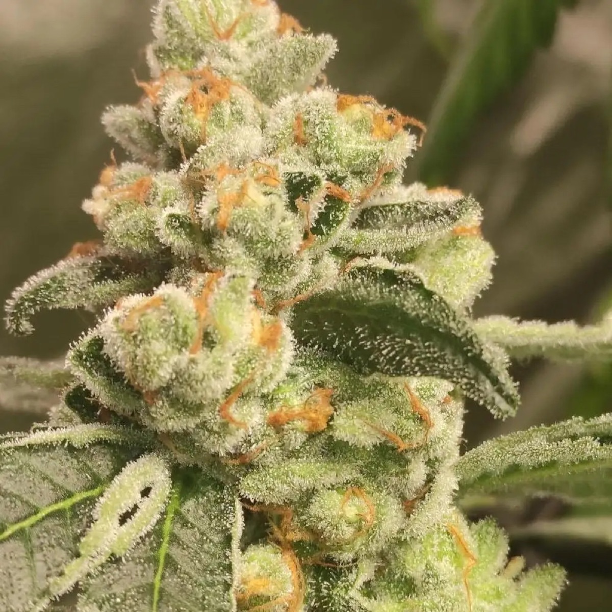 Photo of Green Papaya