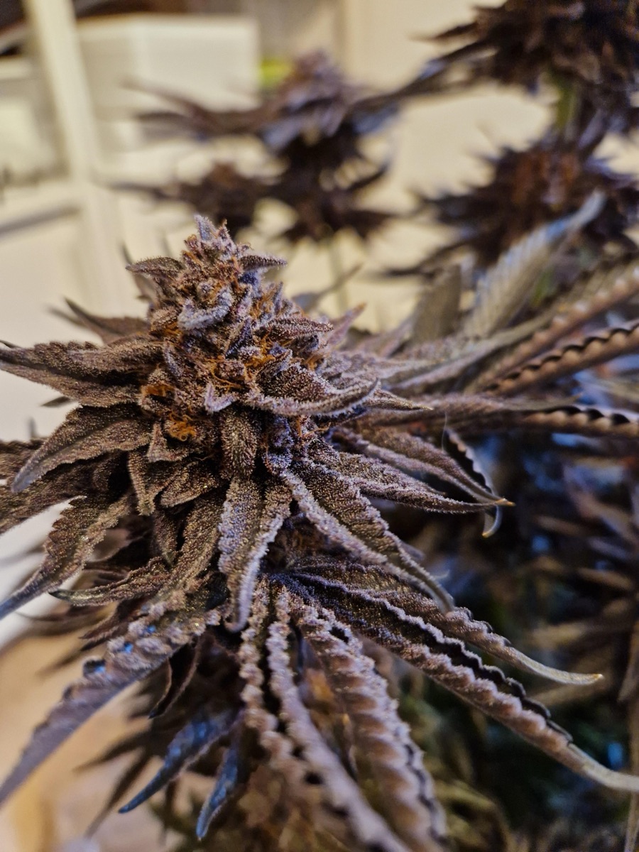 Photo of Gremlin's Breath