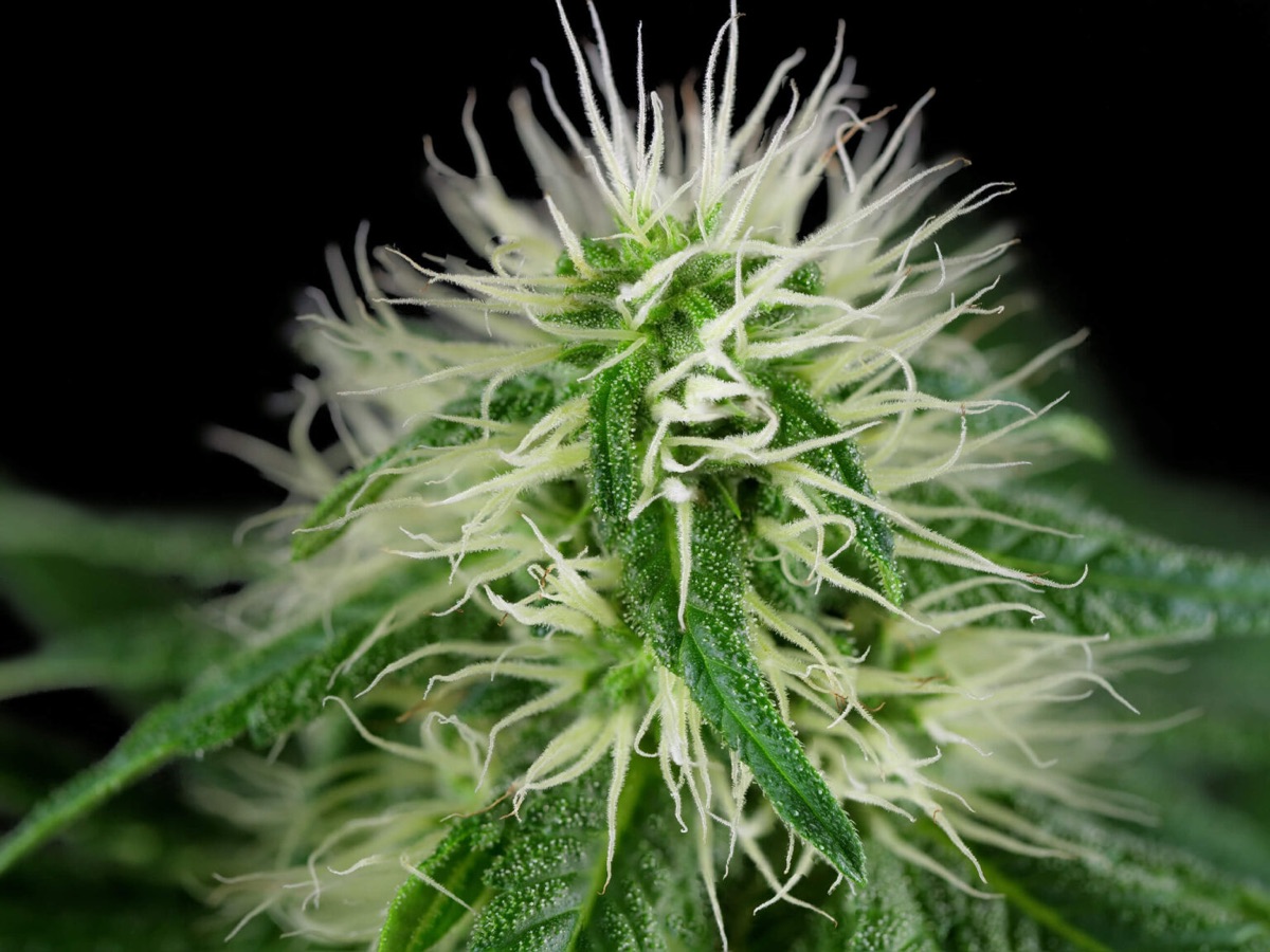 Photo of Guava Jelly Feminized Seeds by White Label