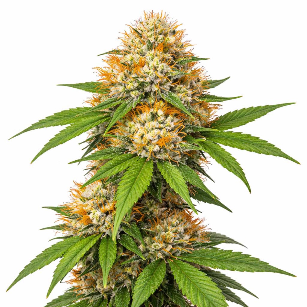 Photo of Harlequin