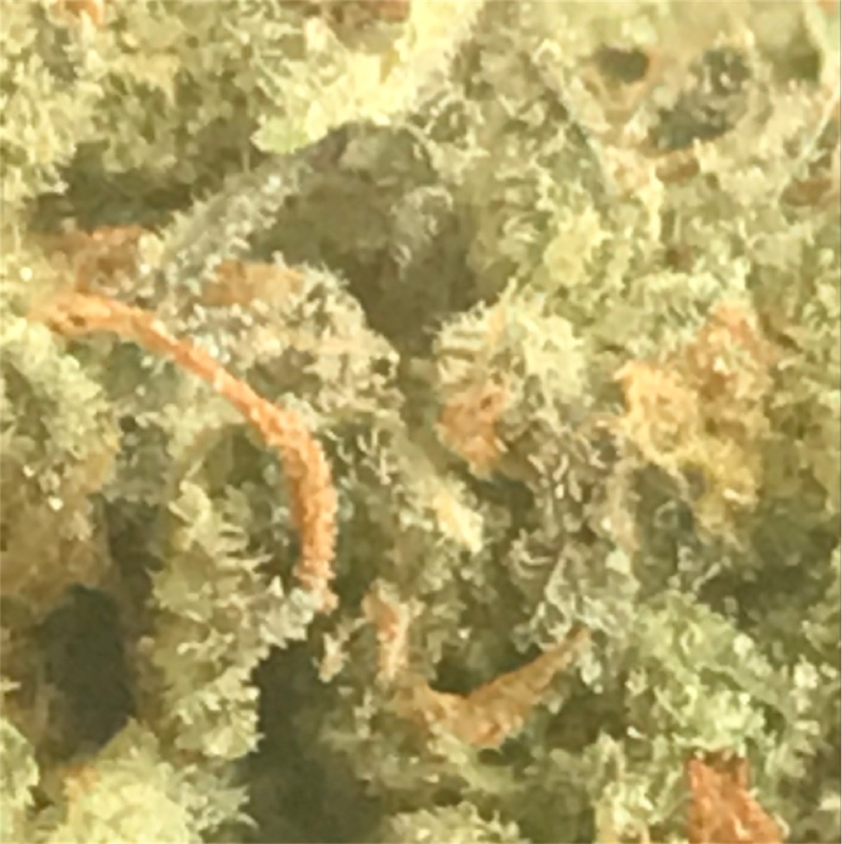 Photo of Hash Plant